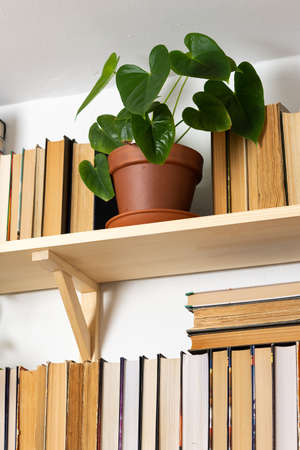 Light wooden bookshelves with hardback overturned books in white interior, indoor flowers on the shelves, home library, biophilic design and plantsの写真素材