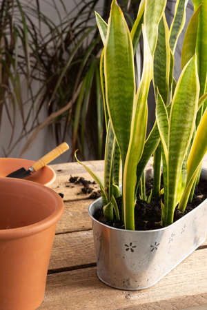Process of transplanting a houseplant Sansevieria into a clay pot, Snake plants on a wooden tableの写真素材