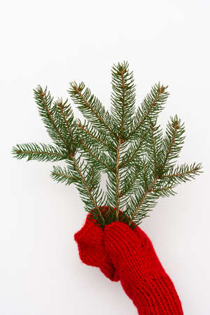 Hands in a knitted red mitten holds a spruce branch isolated on white background, an impromptu deerの写真素材