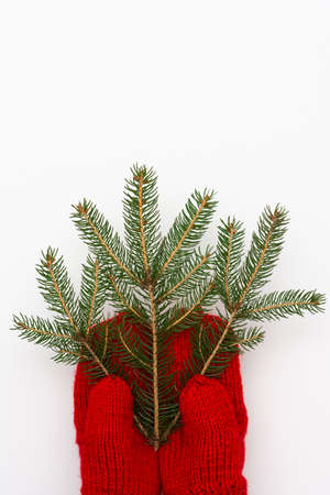 Hand in a knitted red mitten holds a spruce branch isolated on white backgroundの写真素材