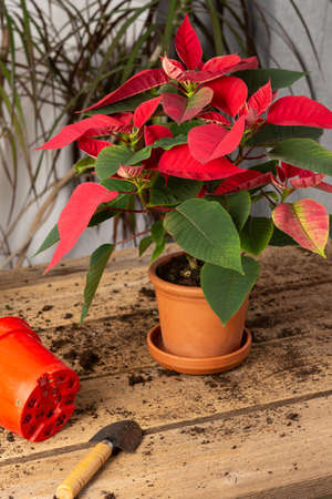 Process of transplanting a houseplant Poinsettia into a clay pot, Christmas flower on a wooden tableの写真素材