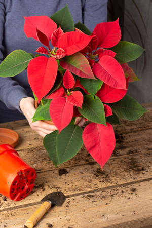 Process of transplanting a home flower Poinsettia into a clay pot, Christmas flower on a wooden table, woman gardener transplants houseplantの写真素材
