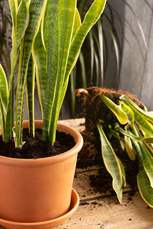 Process of transplanting a houseplant Sansevieria into a clay pot, Snake plants on a wooden tableの写真素材