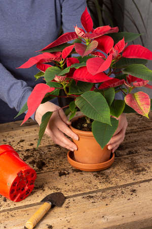 Process of transplanting a home flower Poinsettia into a clay pot, Christmas flower on a wooden table, woman gardener transplants houseplantの写真素材