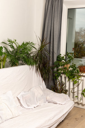 Green house plants behind the sofa, part of the interior, healthy space for rest and work, biophilic designの写真素材