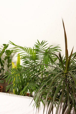 Green house plants behind the sofa, part of the interior, healthy space for rest and work, biophilic designの写真素材