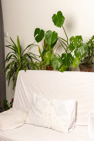 Green house plants behind the sofa, part of the interior, healthy space for rest and work, biophilic...