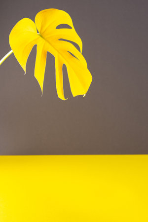 Yellow leaf of home flower Monstera close-up illuminated on trendy gray and yellow background, trendy colors of the yearの写真素材