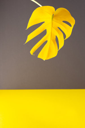 Yellow leaf of home flower Monstera close-up illuminated on trendy gray and yellow background, trendy colors of the yearの写真素材