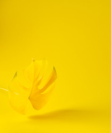 Yellow leaf of home flower Monstera close-up illuminated on trendy yellow background, trendy colors of the yearの写真素材