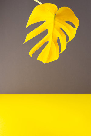 Yellow leaf of home flower Monstera close-up illuminated on trendy gray and yellow background, trendy colors of the yearの写真素材