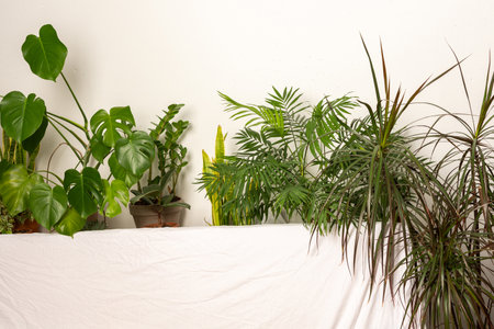 Green house plants behind the sofa, part of the interior, healthy space for rest and work, biophilic designの写真素材