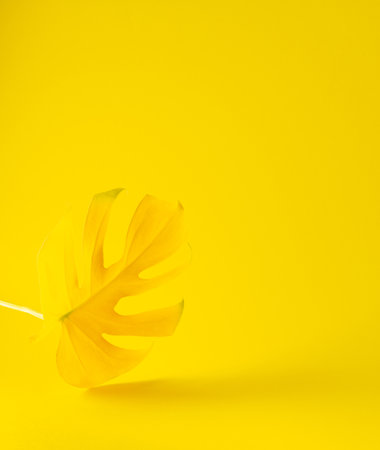 Yellow leaf of home flower Monstera close-up illuminated on trendy yellow background, trendy colors of the yearの写真素材