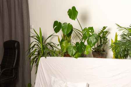 Green house plants behind the sofa, part of the interior, healthy space for rest and work, biophilic designの写真素材