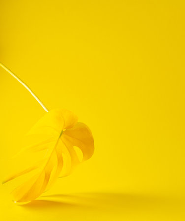 Yellow leaf of home flower Monstera close-up illuminated on trendy yellow background, trendy colors of the yearの写真素材