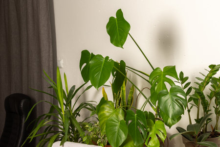 Green house plants behind the sofa, part of the interior, healthy space for rest and work, biophilic designの写真素材