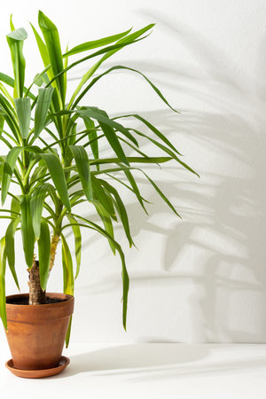 Houseplant Yucca close-up on a white table against a white wall, the shadow of a flower on the wall, biophilic designの写真素材