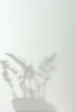 Shadow on the white wall from the houseplant Zamioculcasの写真素材