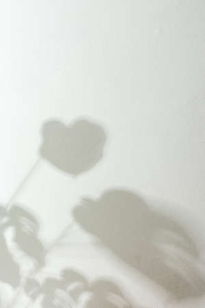 Shadow on the white wall from the houseplant Monsteraの写真素材