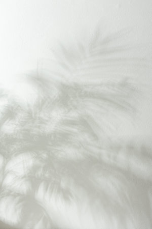 Shadow on the white wall from the houseplant Chamaedorea