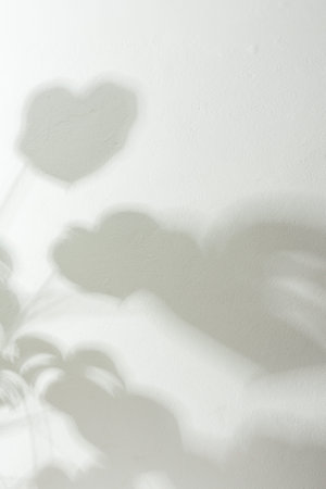 Shadow on the white wall from the houseplant Monstera