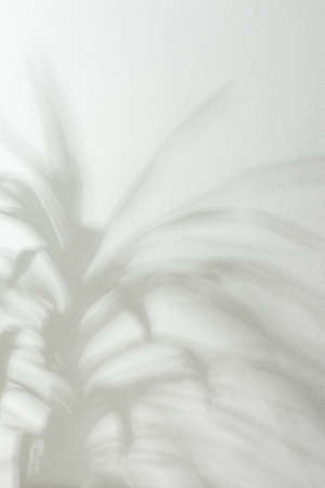 Shadow on the white wall from the houseplant Yuccaの写真素材
