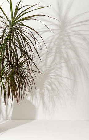 Houseplant Dracaena close-up on a white table against a white wall, the shadow of a flower on the wall, biophilic designの写真素材