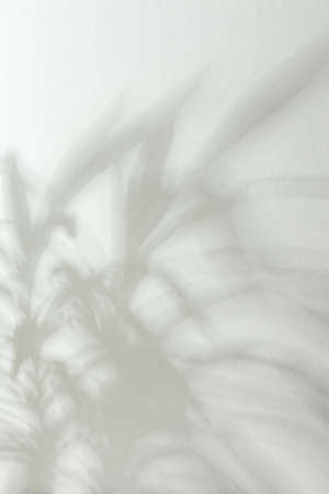 Shadow on the white wall from the houseplant Yuccaの写真素材