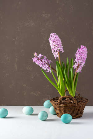 Beautiful pink hyacinths in a wicker basket and blue painted easter eggs on a gray background, happy easter holidayの写真素材