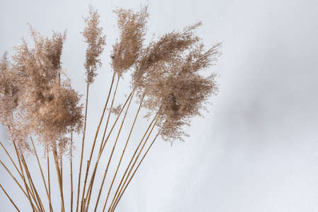 Dry Cane Reeds close up against a white wall, home interiorの写真素材