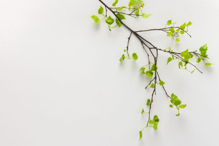 Birch branch with young green leaves on white background, concept of new life, renewal and eternalの写真素材