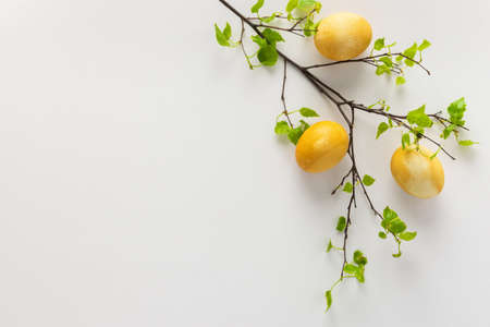 Birch branch with young green leaves and Easter painted eggs on whiteの写真素材