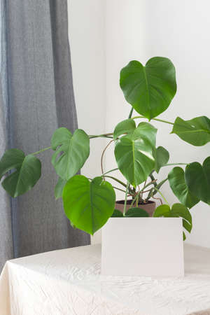 Home decor mockup, blank white cardboard sheet, green Monstera home flowerの写真素材