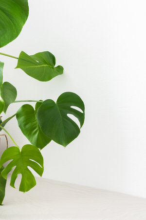 Houseplant Monstera close-up on a table against a white wall, biophilic designの写真素材