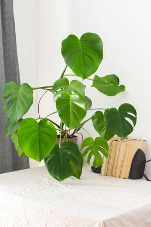 Houseplant Monstera close-up on a table against a white wall, biophilic design, old books near the white wallの写真素材