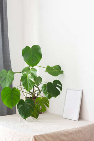 Home decor mocap, empty picture frame near white painted concrete wall, green Monstera home flowerの写真素材