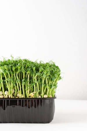Sprouted pea sprouts in a plastic box on a white background, organic healthy microgreensの写真素材