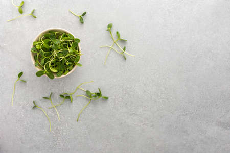Sprouts of microgreen sunflower in a bowl on a gray background, top viewの写真素材