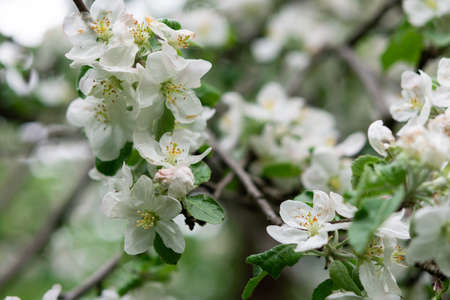 Blooming branches of apple tree close up in the gardenの写真素材