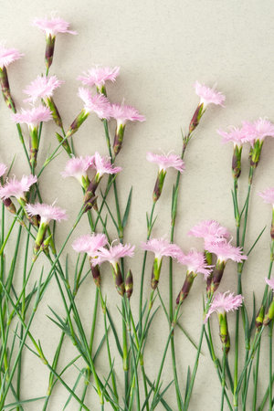 Pink small carnations on a light green background, top view, copy space