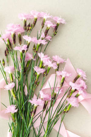 Pink small carnations on a light green background, top view, copy spaceの写真素材