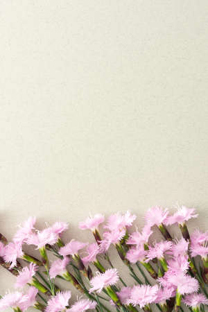 Pink small carnations on a light green background, top view, copy spaceの写真素材