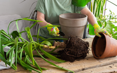 A woman replanting a homemade Yucca flower into a large clay pot, a wooden table with flowers near the windowの写真素材