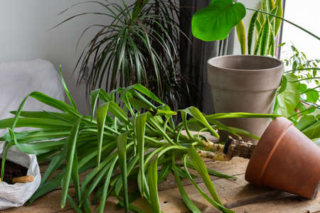 Replanting a homemade Yucca flower into a larger clay pot, a wooden table with flowers near the windowの写真素材