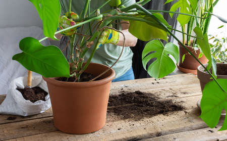 Woman replanting a homemade Monstera flower into a large clay pot, a wooden table with flowers near the windowの写真素材
