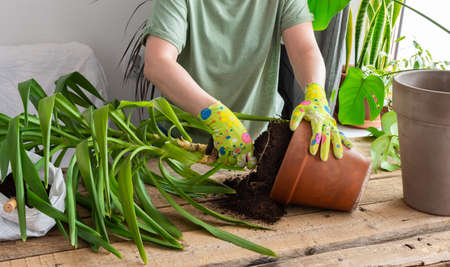 A woman replanting a homemade Yucca flower into a large clay pot, a wooden table with flowers near the windowの写真素材