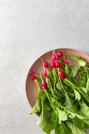 Freshly picked young radish with green tops on a plate, organic products from the vegetable gardenの写真素材