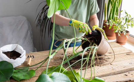 Woman replanting a homemade Monstera flower into a large clay pot, a wooden table with flowers near the windowの写真素材
