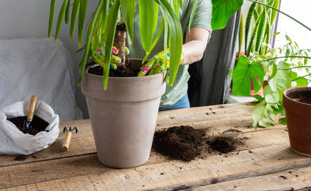 A woman replanting a homemade Yucca flower into a large clay pot, a wooden table with flowers near the windowの写真素材