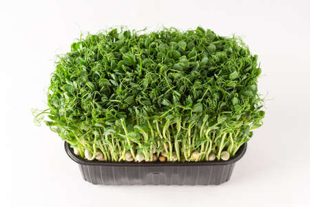 Sprouted pea sprouts in a plastic box on a white background, organic healthy microgreensの写真素材